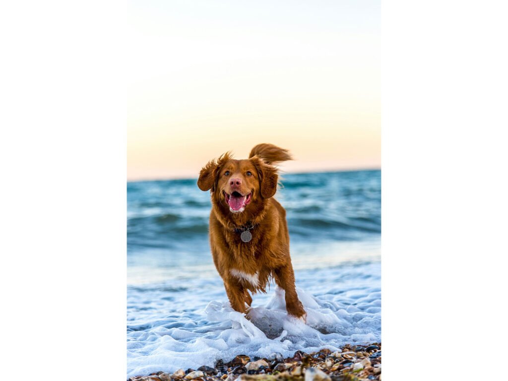 Dogs’ brains can segment speech into words, study finds Representative Image (Photo/Unsplash)